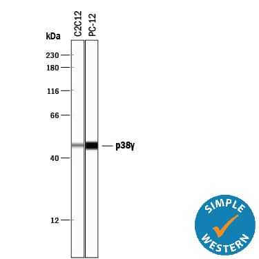 Simple Western p38 gamma/SAPK3 Antibody [Unconjugated]
