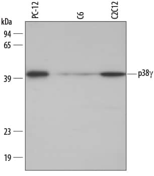 Western blot shows lysates of PC-12 rat adrenal pheochromocytoma cell line, C6 rat glioma cell line, and C2C12 mouse myoblast cell line. PVDF membrane was probed with 0.2 µg/mL Rabbit Anti-Human/Mouse/Rat p38 gamma Antigen Affinity-purified Polyclonal Antibody (Catalog # AF1347) followed by HRP-conjugated Anti-Rabbit IgG Secondary Antibody (Catalog # HAF008). A specific band for p38 gamma was detected at approximately 40 kDa (as indicated). This experiment was conducted under reducing conditions and using Immunoblot Buffer Group 1.