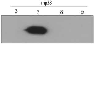 Western Blot p38 gamma/SAPK3 Antibody [Unconjugated]