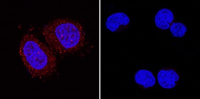 Immunocytochemistry p38 gamma/SAPK3 Antibody (212464) [Unconjugated]