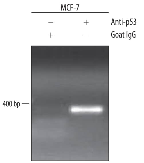 Chromatin Immunoprecipitation (ChIP) p53 Antibody [Unconjugated]