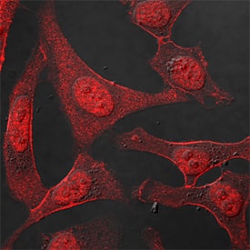 Immunocytochemistry p53 Antibody [Unconjugated]