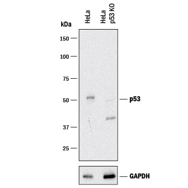 Knockout Validated p53 Antibody [Unconjugated]