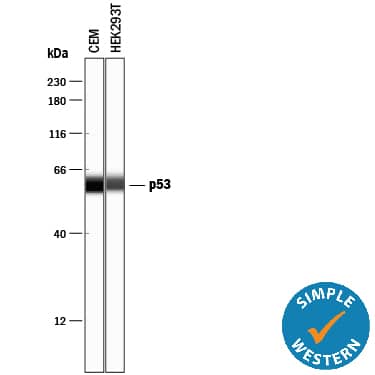 Simple Western p53 Antibody [Unconjugated]