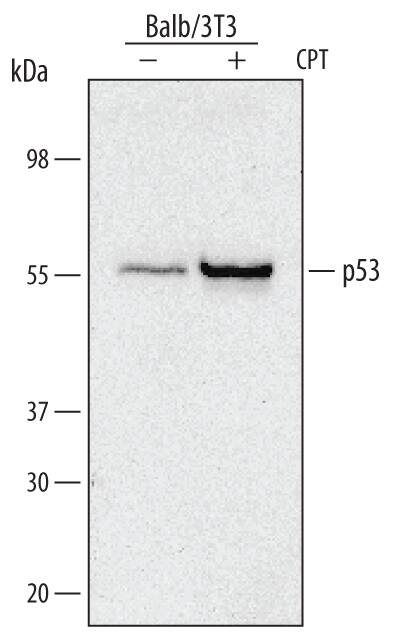 Balb/3T3 mouse embryonic fibroblast cell line was untreated (-) or treated (+) with 1 µM camptothecin (CPT) for 6 hours. p53 was immunoprecipitated from 500 µg of cell lysate following incubation with 1-3 µg Rat Anti-Mouse p53 Monoclonal Antibody (Catalog # MAB1746) for 1 hour on ice. p53-antibody complexes were absorbed using goat anti-rat IgG sepharose (Invitrogen). Immunoprecipitated p53 was detected by Western blot using a 1:5000 dilution of Human/Mouse/Rat p53 Horseradish Peroxidase-conjugated Antigen Affinity-purified Polyclonal Antibody (HAF1355). View our recommended buffer recipes for immunoprecipitation.