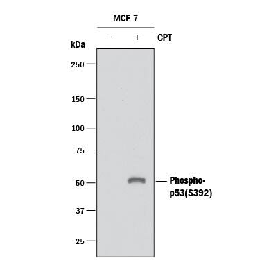 Western blot shows lysates of MCF-7 human breast cancer cell line untreated (-) or treated (+) with 1uM Camptothecin (CPT) for 5 hours. PVDF membrane was probed with 2 µg/mL of Rabbit Anti-Human Phospho-p53 (S392) Monoclonal Antibody (Catalog # MAB2996) followed by HRP-conjugated Anti-Rabbit IgG Secondary Antibody (Catalog # HAF008). A specific band was detected for Phospho-p53 (S392) at approximately 53 kDa (as indicated). This experiment was conducted under reducing conditions and using Immunoblot Buffer Group 1.