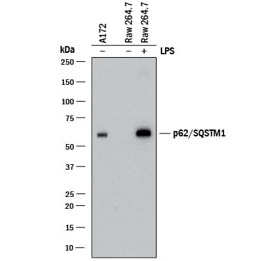 Western blot shows lysates of A172 human glioblastoma cell line and RAW 264.7 mouse monocyte/macrophage cell line untreated (-) or treated (+) with 10 µg/mL LPS for 4 hours. PVDF membrane was probed with 1 µg/mL of Mouse Anti-Human/Mouse/Rat p62/SQSTM1 Monoclonal Antibody (Catalog # MAB8028R) followed by HRP-conjugated Anti-Mouse IgG Secondary Antibody (Catalog # HAF018). A specific band was detected for p62/SQSTM1 at approximately 62 kDa (as indicated). This experiment was conducted under reducing conditions and using Immunoblot Buffer Group 1.