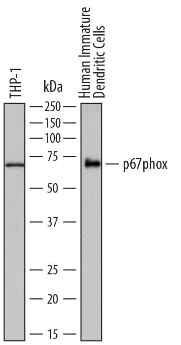 Western Blot p67phox/NOXA2 Antibody