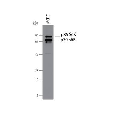 Western Blot p70 S6 Kinase/S6K Antibody [Unconjugated]