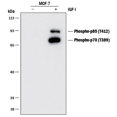 Western Blot p70 S6 Kinase/S6K [p Thr389] Antibody (1045C) [Unconjugated]