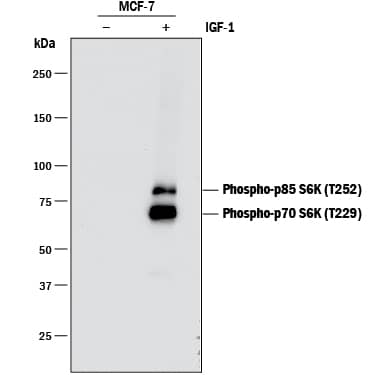 Western blot shows lysates of MCF-7 human breast cancer cell line untreated (-) or treated (+) with 100 ng/mL Recombinant Human IGF-I (Catalog # 291-G1) for 1 hour. PVDF membrane was probed with 0.5 µg/mL of Rabbit Anti-Human Phospho-p70 S6 Kinase (T229) Monoclonal Antibody (Catalog # MAB8964) followed by HRP-conjugated Anti-Rabbit IgG Secondary Antibody (Catalog # HAF008). Specific bands were detected for Phospho-p70 S6 Kinase (T229) at approximately 70 and 85 kDa (as indicated). This experiment was conducted under reducing conditions and using Immunoblot Buffer Group 1.