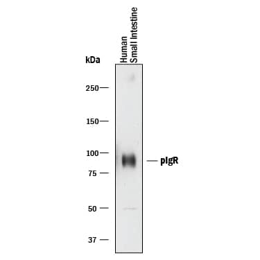 Western blot shows lysates of human small intestine tissue. PVDF membrane was probed with 0.2 µg/mL of Goat Anti-Human pIgR Antigen Affinity-purified Polyclonal Antibody (Catalog # AF2717) followed by HRP-conjugated Anti-Goat IgG Secondary Antibody (Catalog # HAF017). A specific band was detected for pIgR at approximately 85-100 kDa (as indicated). This experiment was conducted under reducing conditions and using Immunoblot Buffer Group 1.