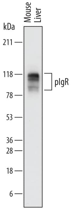 Western blot shows lysates of mouse liver tissue. PVDF membrane was probed with 0.2 µg/mL of Goat Anti-Mouse pIgR Antigen Affinity-purified Polyclonal Antibody (Catalog # AF2800) followed by HRP-conjugated Anti-Goat IgG Secondary Antibody (Catalog # HAF017). Specific bands were detected for pIgR at approximately 85 to 115 kDa (as indicated). This experiment was conducted under reducing conditions and using Immunoblot Buffer Group 1.