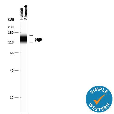 Simple Western lane view shows lysates of human stomach tissue, loaded at 1 mg/mL. A specific band was detected for pIgR at approximately 110-150 kDa (as indicated) using 2.5 µg/mL of Mouse Anti-Human pIgR Monoclonal Antibody (Catalog # MAB2717). This experiment was conducted under reducing conditions and using the 12-230 kDa separation system.