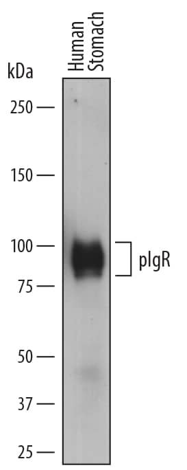 Western blot shows lysates of human stomach tissue. PVDF membrane was probed with 2.0 µg/mL of Mouse Anti-Human pIgR Monoclonal Antibody (Catalog # MAB2717) followed by HRP-conjugated Anti-Mouse IgG Secondary Antibody (Catalog # HAF018). A specific band was detected for pIgR at approximately 85-100 kDa (as indicated). This experiment was conducted under reducing conditions and using Immunoblot Buffer Group 1.