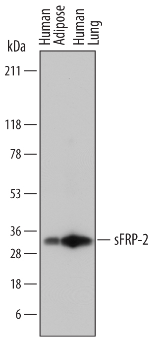 Western blot shows lysates of human adipose tissue and human lung tissue. PVDF membrane was probed with 1 µg/mL of Mouse Anti-Human sFRP-2 Monoclonal Antibody (Catalog # MAB6838) followed by HRP-conjugated Anti-Mouse IgG Secondary Antibody (Catalog # HAF018). A specific band was detected for sFRP-2 at approximately 33 kDa (as indicated). This experiment was conducted under reducing conditions and using Immunoblot Buffer Group 1.
