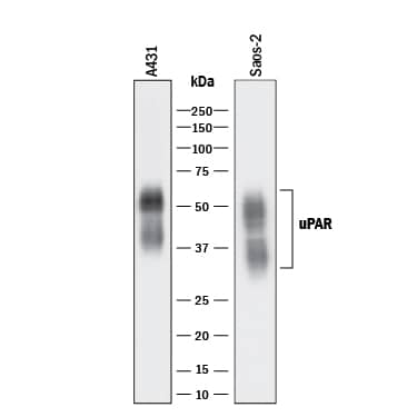 Western blot shows lysates of A431 human epithelial carcinoma cell line and Saos-2 human osteosarcoma cell line. PVDF membrane was probed with 1 µg/mL of Goat Anti-Human uPAR Antigen Affinity-purified Polyclonal Antibody (Catalog # AF807) followed by HRP-conjugated Anti-Goat IgG Secondary Antibody (HAF017). Specific bands were detected for uPAR at approximately 30-60 kDa (as indicated). This experiment was conducted under reducing conditions and using Immunoblot Buffer Group 1.