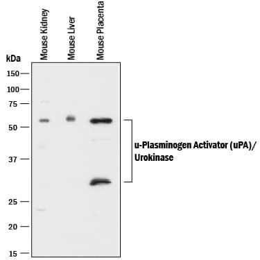Western Blot u-Plasminogen Activator/Urokinase Antibody (901420) [Unconjugated]
