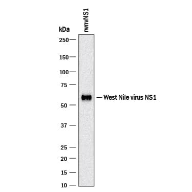 Western blot shows recombinant West Nile Virus (wnv) NS1 protein. PVDF membrane was probed with 2 µg/mL of Mouse Anti-Viral wnvNS1 Protein Monoclonal Antibody (Catalog # MAB29072) followed by HRP-conjugated Anti-Mouse IgG Secondary Antibody (Catalog # HAF018). A specific band was detected for wnvNS1 Protein at approximately 59 kDa (as indicated). This experiment was conducted under reducing conditions and using Immunoblot Buffer Group 1.