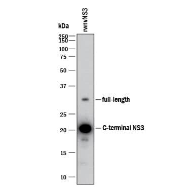Western blot shows Recombinant Viral wnvNS3 Protease (Catalog # 2907-SE). PVDF membrane was probed with 0.5 µg/mL of Goat Anti-Viral wnvNS3 Protease Antigen Affinity-purified Polyclonal Antibody (Catalog # AF2907) followed by HRP-conjugated Anti-Goat IgG Secondary Antibody (Catalog # HAF017). A specific band was detected for full length wnvNS3 Protease at approximately 32 kDa and C-terminal NS3 at approximately 22 kDa (as indicated). This experiment was conducted under reducing conditions and using Immunoblot Buffer Group 1.