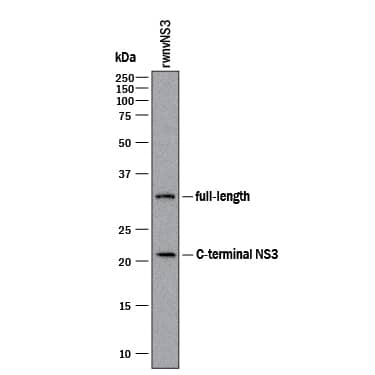 Western blot shows lysates of Recombinant Viral wnvNS3 Protease. PVDF membrane was probed with 2 µg/mL of Mouse Anti-Viral wnvNS3 Protease Monoclonal Antibody (Catalog # MAB29071) followed by HRP-conjugated Anti-Mouse IgG Secondary Antibody (Catalog # HAF018). A specific band was detected for full length wnvNS3 Protease at approximately 32 kDa and C-terminal NS3 at approximately 22 kDa (as indicated). This experiment was conducted under reducing conditions and using Immunoblot Buffer Group 1.