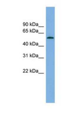 Western Blot GLCCl1 Antibody - BSA Free