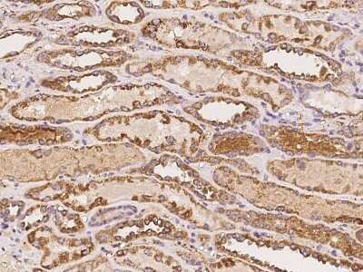 Immunohistochemistry-Paraffin: astacin-like metalloendopeptidase Antibody [NBP2-98076] - Immunochemical staining of human astacin-like metalloendopeptidase in human kidney with rabbit polyclonal antibody at 1:100 dilution, formalin-fixed paraffin embedded sections.