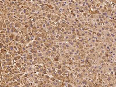 Immunohistochemistry-Paraffin Ovastacin Antibody - BSA Free