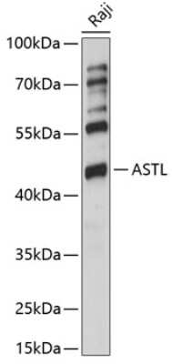 Western Blot: astacin-like metalloendopeptidase Antibody [NBP2-92092] - Analysis of extracts of Raji cells, using astacin-like metalloendopeptidase at 1:1000 dilution.Secondary antibody: HRP Goat Anti-Rabbit IgG (H+L) at 1:10000 dilution.Lysates/proteins: 25ug per lane.Blocking buffer: 3% nonfat dry milk in TBST.Detection: ECL Basic Kit .Exposure time: 60s.
