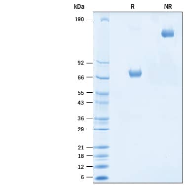 2 μg/lane of Recombinant Human Siglec-3/CD33 Protein, Atto 647N Conjugate (Catalog # ATM1137) was resolved with SDS-PAGE under reducing (R) and non-reducing (NR) conditions and visualized by Coomassie® Blue staining, showing bands at 67-80 kDa and 134-160 kDa, respectively.