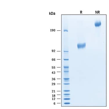 2 μg/lane of Biotinylated Recombinant Human CD44 Fc Chimera Avi-tag Protein (Catalog # AVI10146) was resolved with SDS-PAGE under reducing (R) and non-reducing (NR) conditions and visualized by Coomassie® Blue staining, showing bands at 100-120 kDa and 200‑240 kDa, respectively.