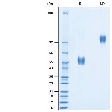 2 μg/lane of Biotinylated Recombinant Human CD3 delta/CD3d Fc Chimera Avi-tag (Catalog # AVI10280) was resolved with SDS-PAGE under reducing (R) and non-reducing (NR) conditions and visualized by Coomassie® Blue staining, showing bands at 54-61 kDa and 108-122 kDa, respectively.