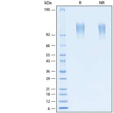 2 μg/lane of Recombinant Human Mer His-tag Avi-tag Protein (Catalog # AVI10515) was resolved with SDS-PAGE under reducing (R) and non-reducing (NR) conditions and visualized by Coomassie® Blue staining, showing bands at 108-121 kDa.