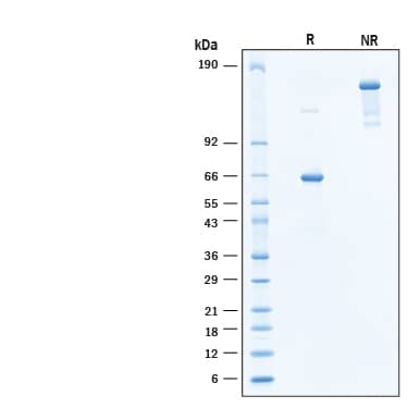 2 μg/lane of Biotinylated Recombinant Human Hepassocin/FGL1 Avi-tag Fc Chimera Protein (Catalog # AVI10573) was resolved with SDS-PAGE under reducing (R) and non-reducing (NR) conditions and visualized by Coomassie® Blue staining, showing bands at 59-68 kDa and 120-140 kDa, respectively.