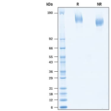 2 μg/lane of Biotinylated Recombinant SARS-CoV-2 Spike Avi-tag His Protein (Catalog # AVI10586) was resolved with SDS-PAGE under reducing (R) and non-reducing (NR) conditions and visualized by Coomassie® Blue staining, showing bands at 155-175 kDa.