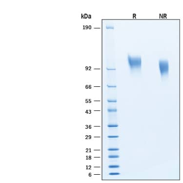 2 μg/lane of Biotinylated Recombinant Human PDGF R beta  His-tag Avi-tag Protein (Catalog # AVI10676) was resolved with SDS-PAGE under reducing (R) and non-reducing (NR) conditions and visualized by Coomassie® Blue staining, showing bands at 100-110 kDa, under reducing conditions.