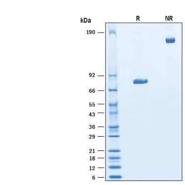 SDS-Page Nectin-4/PVRL4 [Biotin]