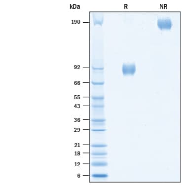 2 μg/lane of Biotinylated Human Nectin-1 Fc Chimera Avi-tag (Catalog # AVI10697) was resolved with SDS-PAGE under reducing (R) and non-reducing (NR) conditions and visualized by Coomassie® Blue staining, showing bands at 85-96 kDa and 160-190 kDa.