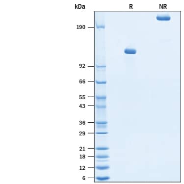 SDS-Page ErbB3/Her3 [Biotin]