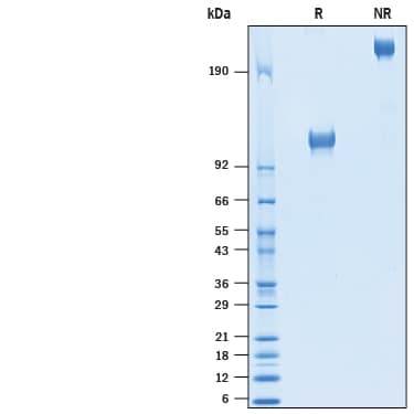 SDS-Page CD117/c-kit [Biotin]