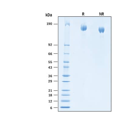 2 μg/lane of Biotinylated Recombinant SARS-CoV-2 B.1.351 L18F Spike GCN4-IZ Avi-tag His-tag Protein(Catalog # AVI10785) was resolved with SDS-PAGE under reducing (R) and non-reducing (NR) conditions and visualized by Coomassie® Blue staining, showing bands at 148-168 kDa.