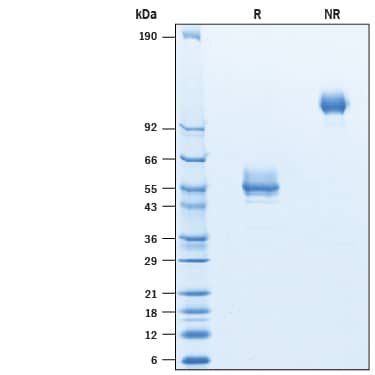 2 μg/lane of Biotinylated Recombinant Human ICOS Fc Chimera Avi-tag (Catalog # AVI10808) was resolved with SDS-PAGE under reducing (R) and non-reducing (NR) conditions and visualized by Coomassie® Blue staining, showing bands at 49-62 kDa and 98-124 kDa, respectively.