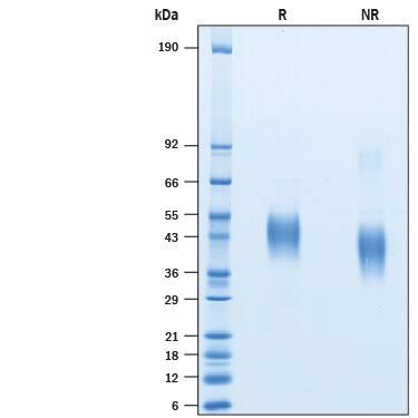 2 μg/lane of Biotinylated Recombinant Human TSLPR His-tag Avi-tag Protein (Catalog # AVI10843) was resolved with SDS-PAGE under reducing (R) and non-reducing (NR) conditions and visualized by Coomassie® Blue staining, showing bands at 40-55 kDa.