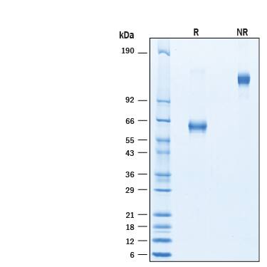 2 μg/lane of Biotinylated Recombinant Human TNF RI/TNFRSF1A Fc Chimera Avi-tag Protein (Catalog # AVI10910) was resolved with SDS-PAGE under reducing (R) and non-reducing (NR) conditions and visualized by Coomassie® Blue staining, showing bands at 54-65 kDa and 108-130 kDa, respectively.