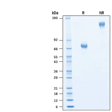 2 μg/lane of Biotinylated Recombinant Human TNF RII/TNFRSF1B Fc Chimera Avi-tag Protein (Catalog # AVI10911) was resolved with SDS-PAGE under reducing (R) and non-reducing (NR) conditions and visualized by Coomassie® Blue staining, showing bands at 68-81 kDa and 140-160 kDa, respectively.