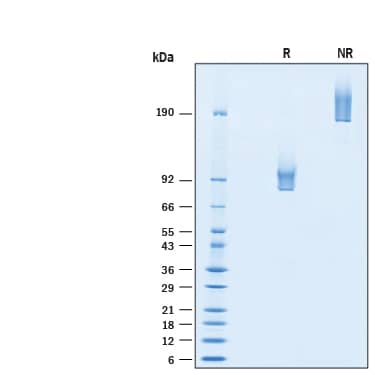 SDS-Page Syndecan-1/CD138 [Biotin]