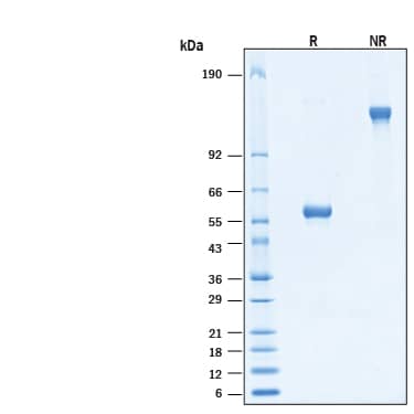 2 μg/lane of Biotinylated Recombinant Human CD8 alpha  Fc Chimera Avi-tag Protein (Catalog # AVI10927) was resolved with SDS-PAGE under reducing (R) and non-reducing (NR) conditions and visualized by Coomassie® Blue staining, showing bands at 55-61 kDa and 110-120 kDa, respectively.