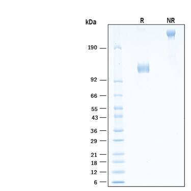 2 μg/lane of Biotinylated Recombinant Human gp130 Fc Chimera Avi-tag Protein (Catalog # AVI10929) was resolved with SDS-PAGE under reducing (R) and non-reducing (NR) conditions and visualized by Coomassie® Blue staining, showing bands at 115-127 kDa and 230-250 kDa, respectively.