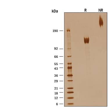 SDS-Page IL-12 R beta 2 [Biotin]