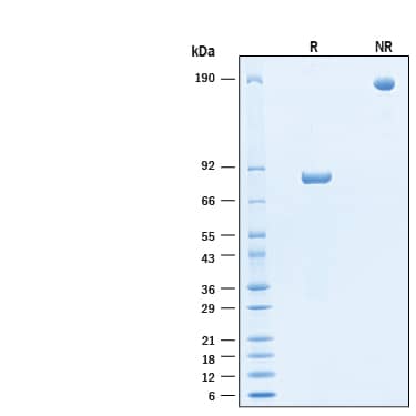 2 μg/lane of Biotinylated Recombinant Human CD4 Fc Chimera Avi-tag Protein (Catalog # AVI10965) was resolved with SDS-PAGE under reducing (R) and non-reducing (NR) conditions and visualized by Coomassie® Blue staining, showing bands at 78-87 kDa and 160-170 kDa, respectively.